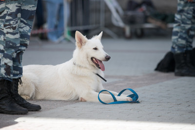 带训犬员的警犬
