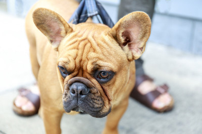 旧金山街头的一只法国斗牛犬