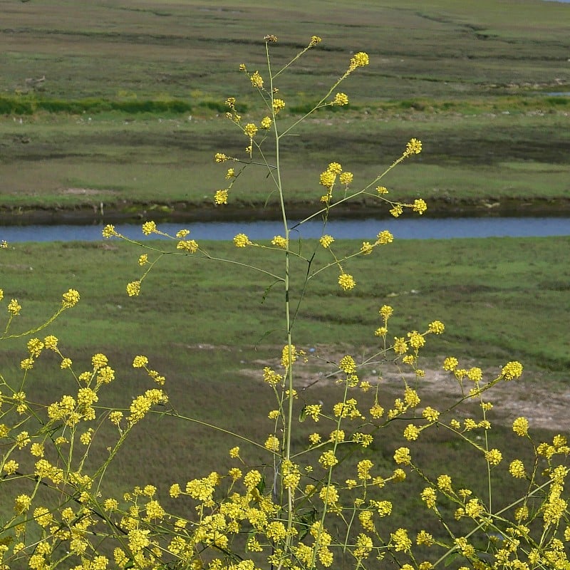 牵牛花野花