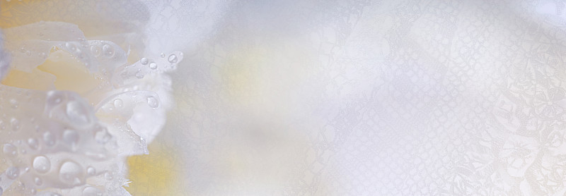 抽象的浪漫背景与精致的白花牡丹，选择性聚焦，特写