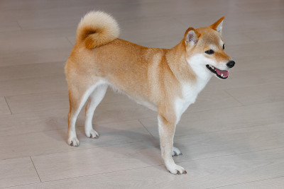 一只年轻可爱的红狗柴犬站在灰色的地板上。