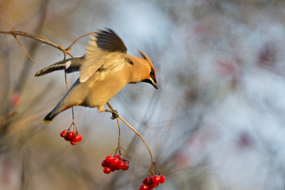 波西米亚蜡翼鸟(Bombycilla garrulus)栖息在树上，树上有浆果。