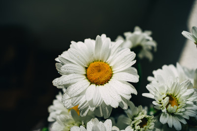 雏菊花的特写