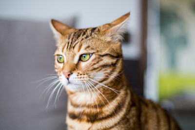 可爱的孟加拉猫看着窗户