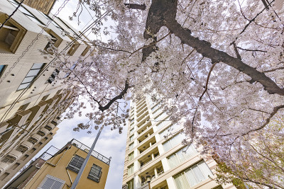 这个城市里樱花盛开