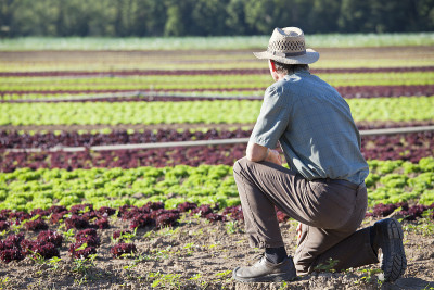 Farmer looking at a big field of lettuce with soil