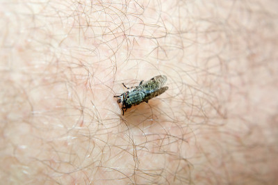 Twin-lobed deerfly