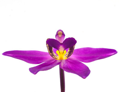 兰花