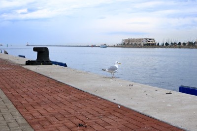 Lonely seagull looking in harbor of Rostock-Warnem