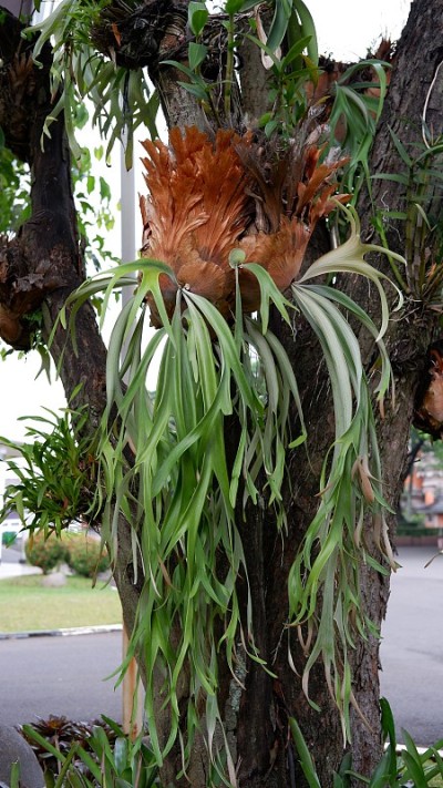 桔梗属植物，又称鹿角蕨或鹿角蕨