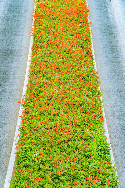 分隔道路的灌木墙。
