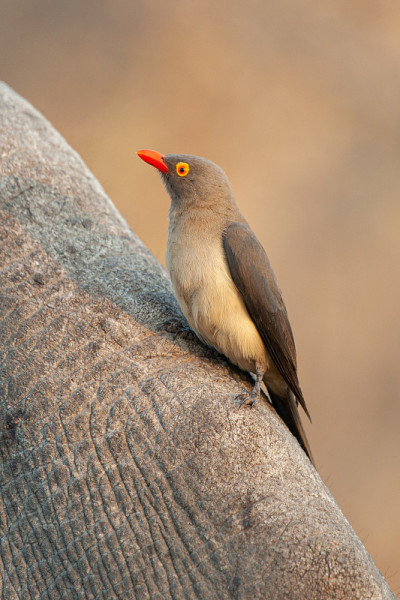 红嘴Oxpecker
