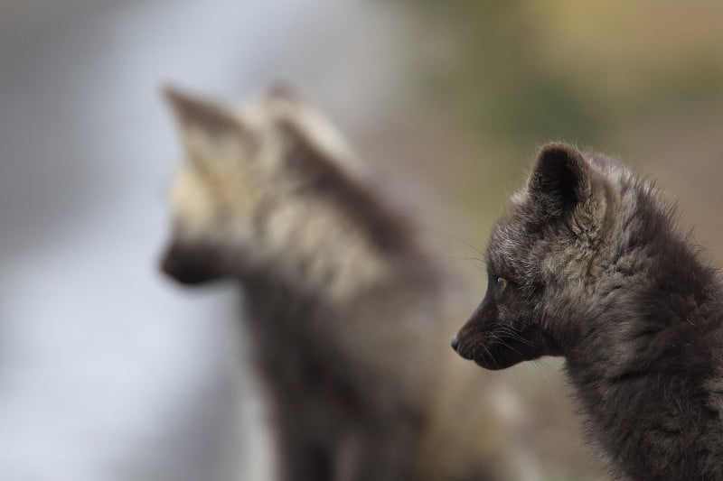 银狐(Vulpes Vulpes) -红狐幼崽的银色阶段，华盛顿州，美国