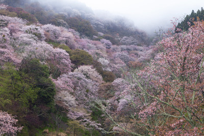 吉野山樱花在夜晚盛开。