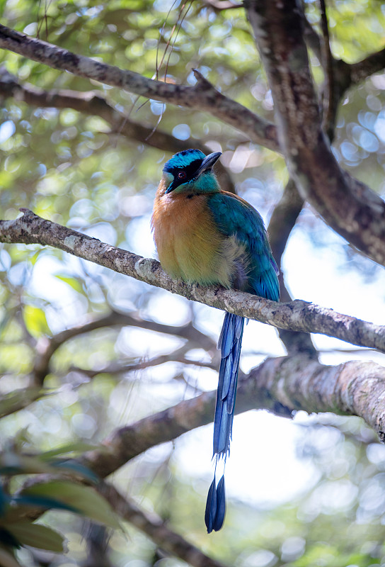 Blue-crowned Motmot鸟。哥斯达黎加。