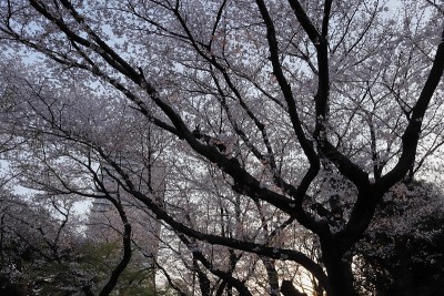 日本旭山的一种樱桃树