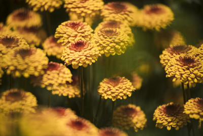 花8