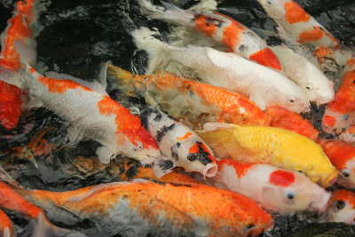 锦鲤在水里游泳