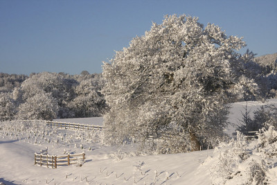 冬季雪景卡迪夫，南威尔士，英国