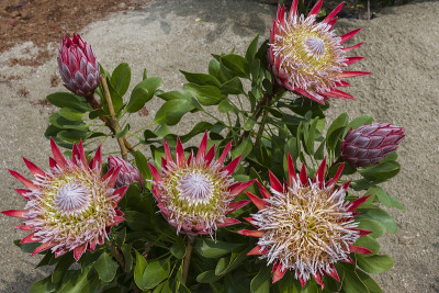 Protea属(科:Proteaceae。南非)。