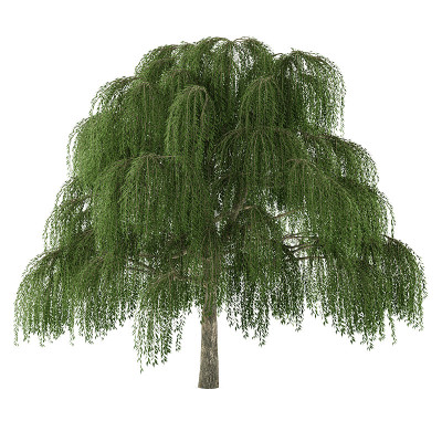 Tree isolated. Salix willow