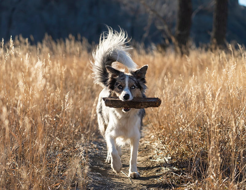 蓝山雀边境牧羊犬和澳大利亚牧羊犬在玩一根棍子