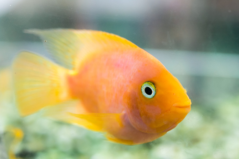 鹦鹉鱼。水族馆血鹦鹉慈鲷(或更常见的和以前称为鹦鹉慈鲷)。