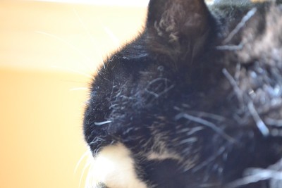 猫接近ups