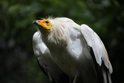 埃及秃鹫(Neophron percnopterus)。