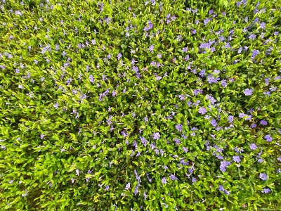 长春花在雨中长满了草地。开花植物小长春花。林间空地上的长春花。紫色的春花。