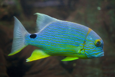 小鳍鲷(Symphorichthys spilurus)