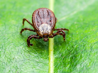脑炎病毒或莱姆病、博氏杆菌病或猴热、传染性革蜱、蜱、蜘蛛类昆虫