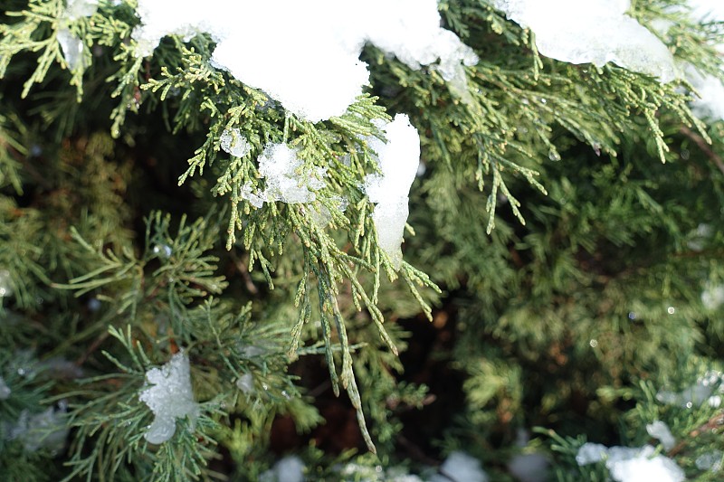 12月，杜松树枝上的纯白白雪