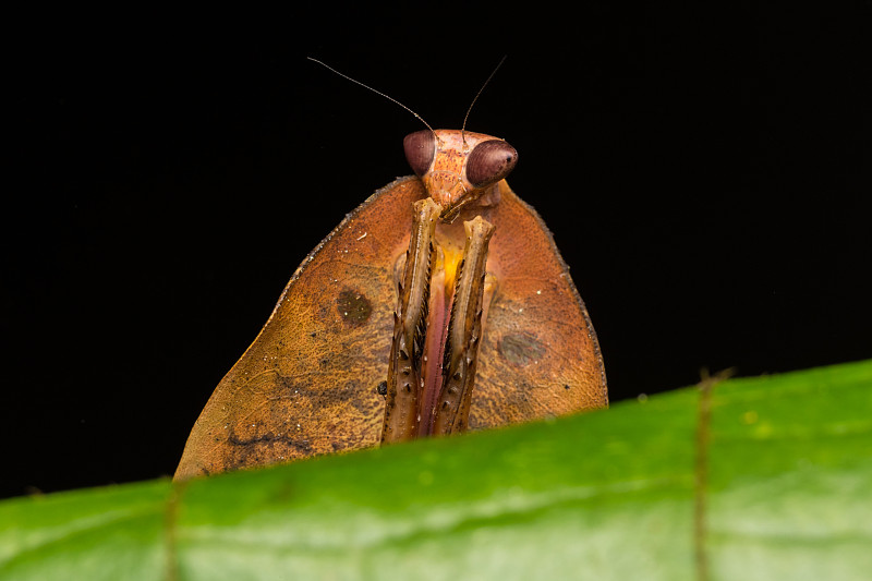 绿叶上的死叶螳螂- Deroplatys truncata(选择性聚焦)