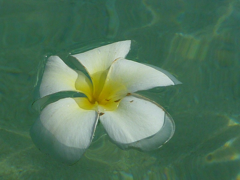 鸡蛋花花