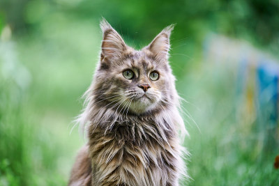 花园里的缅因猫肖像