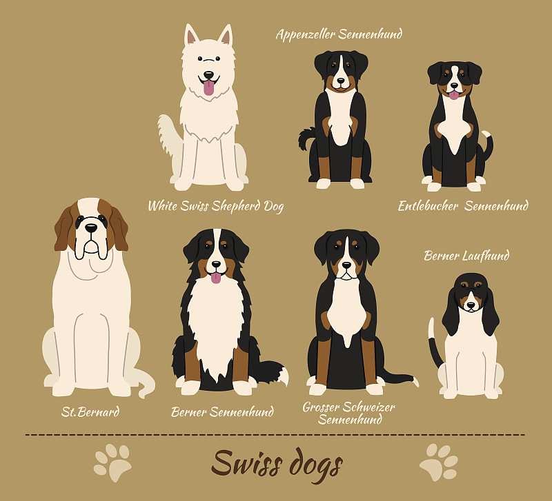 瑞士犬种