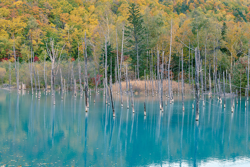 碧池北海道旭川天然水湖