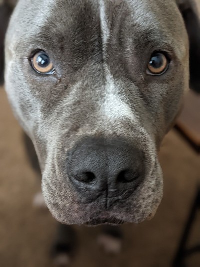 眼神深情的斗牛犬