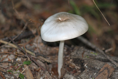 野生蘑菇
