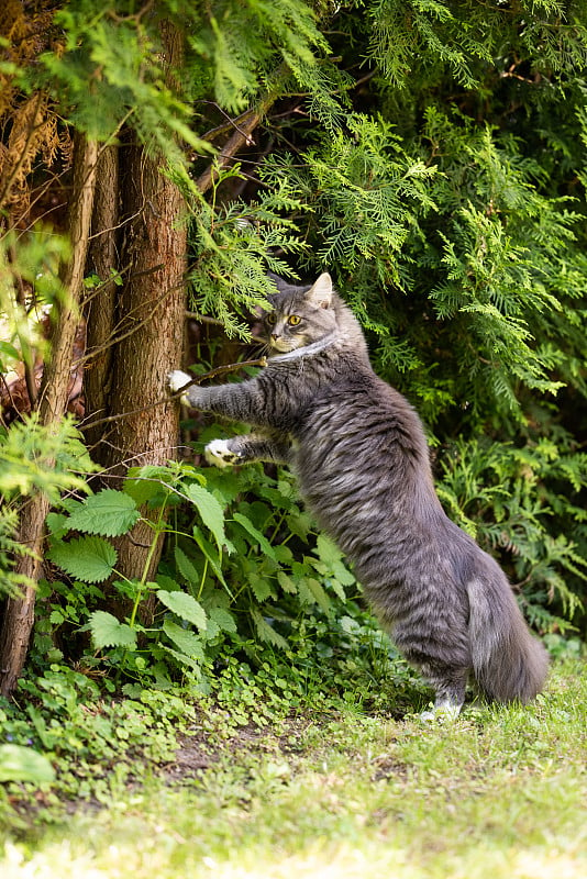 缅因库恩猫