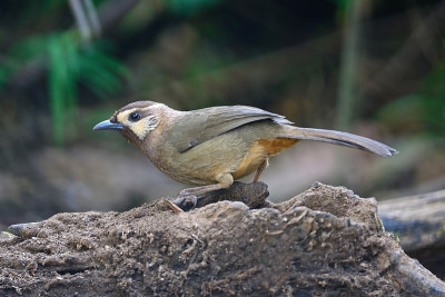 White-browed Laughingthrush