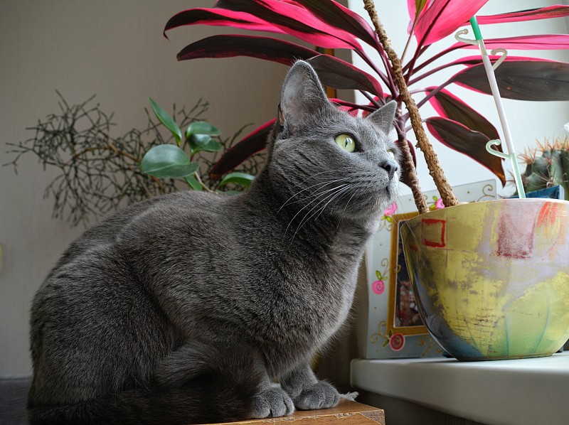 俄罗斯蓝色纯种猫在家
