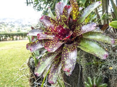 Bromelia点缀