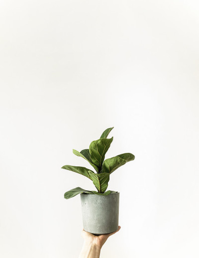无花果的植物绿色的叶子在灰色的锅在白色的背景。北欧极简主义