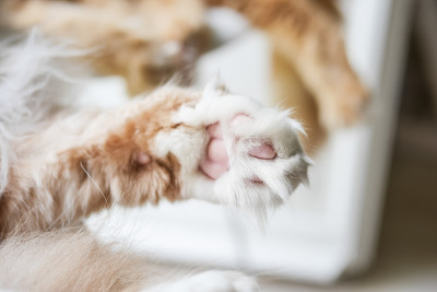 主要的猫爪特写