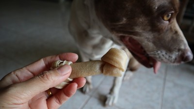 手里拿着白狗骨头。