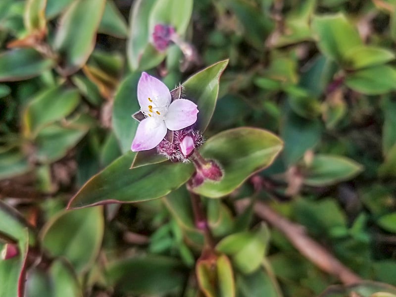 小叶或河艾花，流浪传统