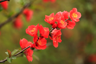 木瓜的花