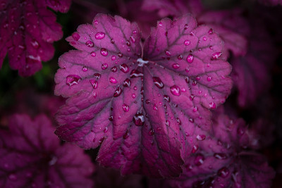 Heuchera
